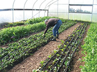 CA Hoophouse